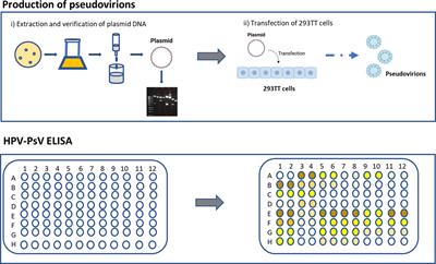 Measurement of Human Papillomavirus-Specific Antibodies Using a Pseudovirion-Based ELISA Method